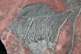 x Scyphocrinites Crinoid Plate - Morocco #22847-2